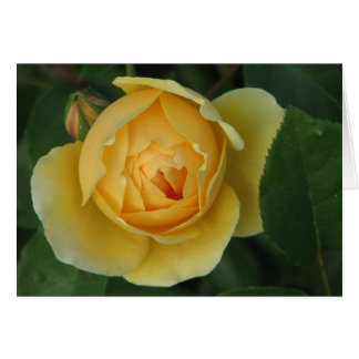 Rose jaune