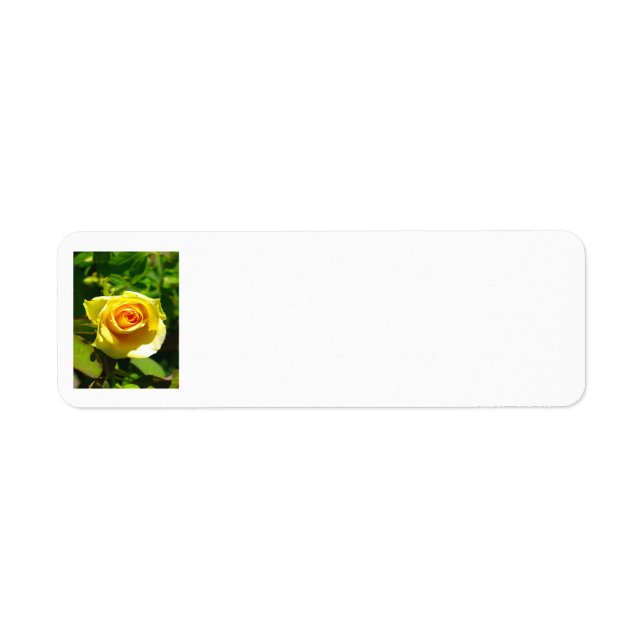 Rose jaune (Devant)