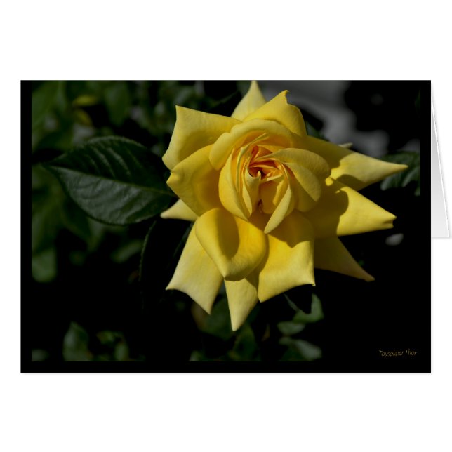 Rose jaune (Devant horizontal)