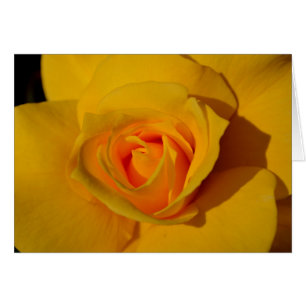 Rose jaune