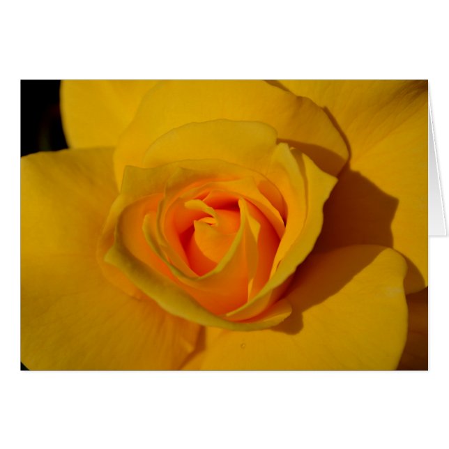 Rose jaune (Devant horizontal)