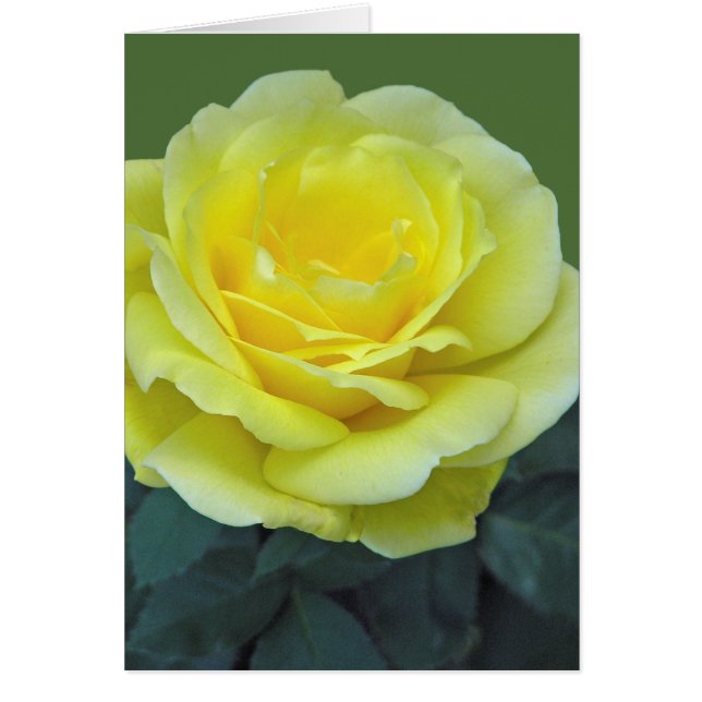 ROSE JAUNE, DU TEXAS ? (Devant)