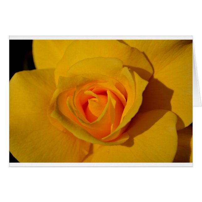 Rose jaune élégante florale (Devant horizontal)