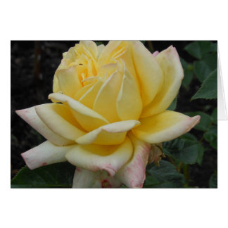 Rose jaune, Irlande du Nord