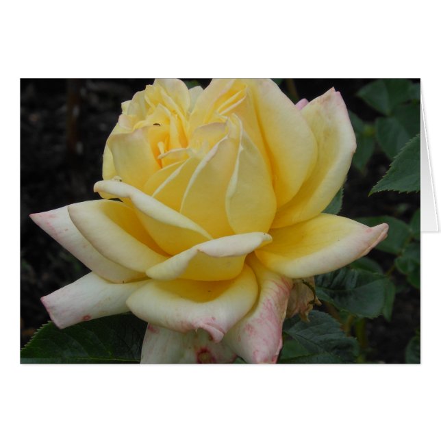 Rose jaune, Irlande du Nord (Devant horizontal)