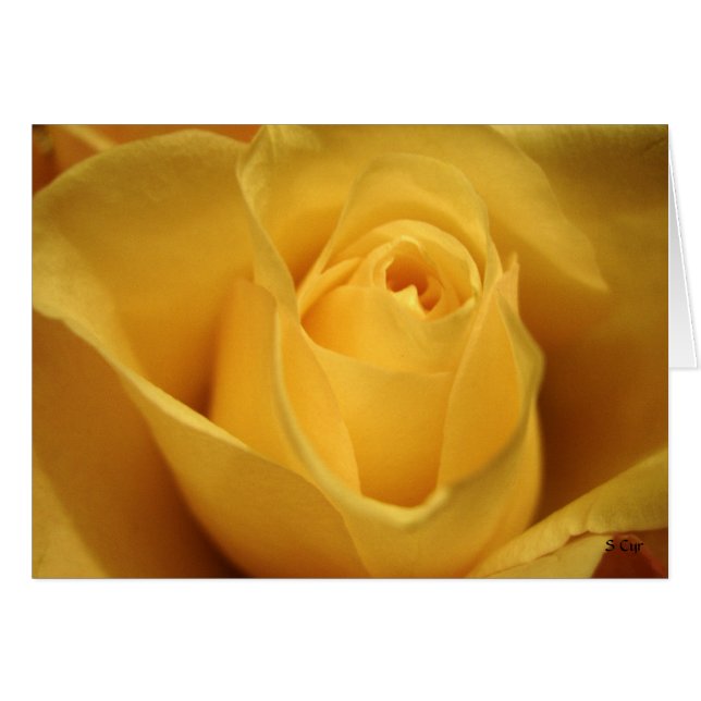 Rose jaune, S Cyr (Devant horizontal)