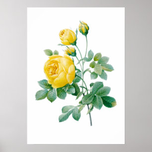 Rose jaune vintage Impression par Redouté