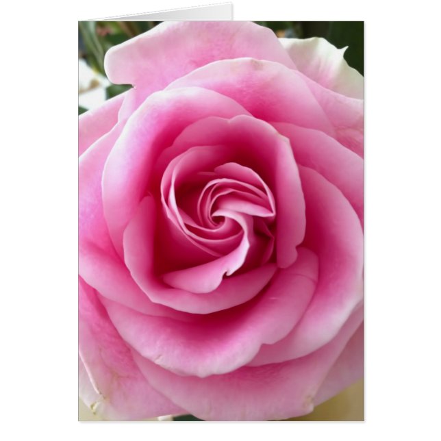 Rose Je t'aime (Devant)