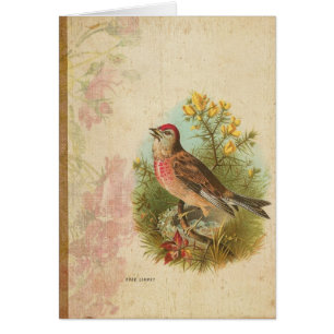 Rose Linnet