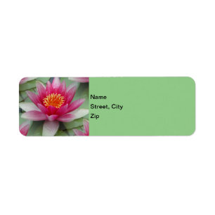 Rose Lotus Water Lily