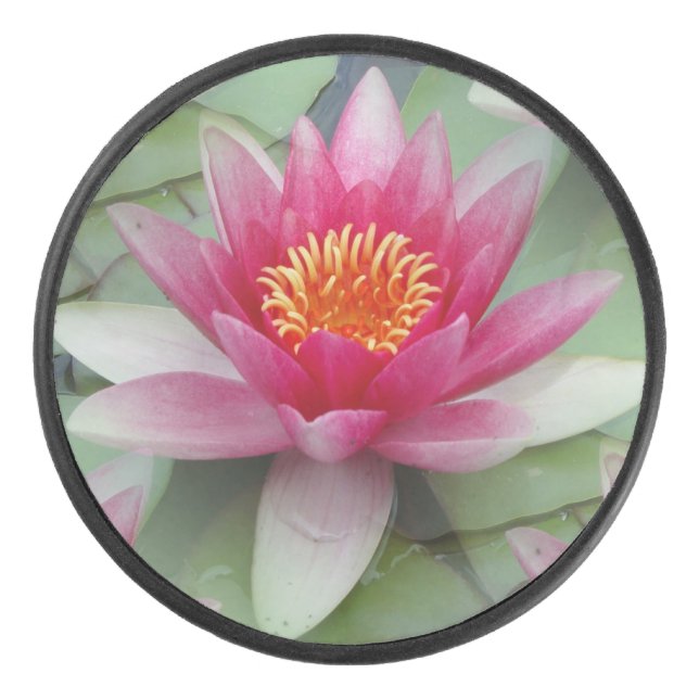Rose Lotus Water Lily (Devant)