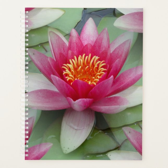 Rose Lotus Water Lily (Devant)