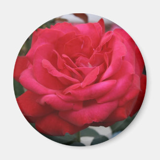 Rose Magnet