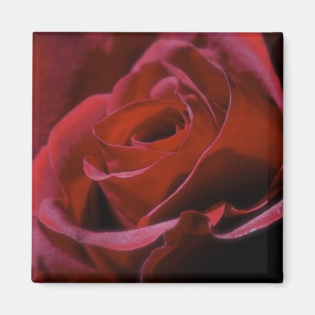 Rose Magnet (Front)