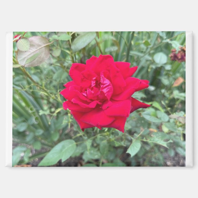 Rose Magnet (Front)
