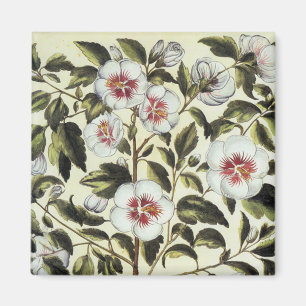Rose Mallow Magnet