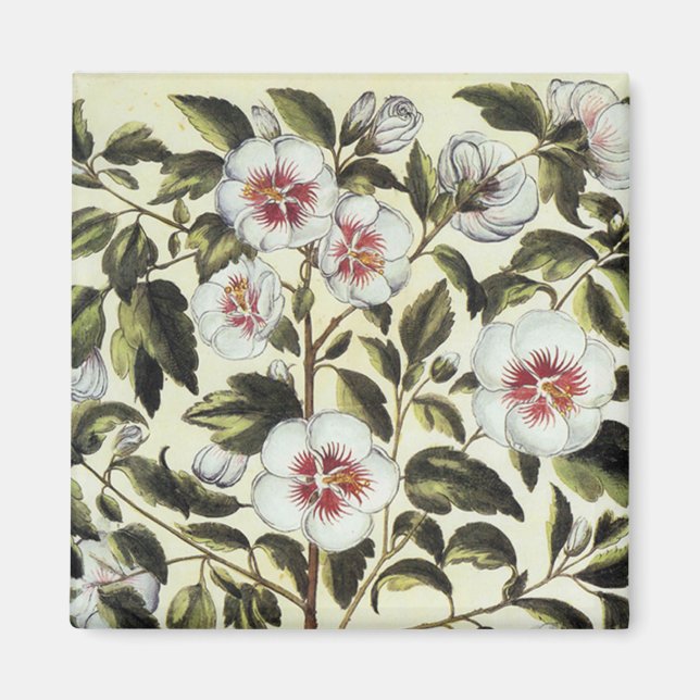 Rose Mallow Magnet (Front)