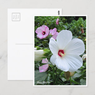 Rose Mallow Postcard