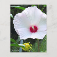 Rose Mallow [Postcard]