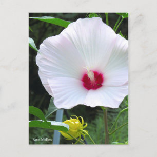 Rose Mallow [Postcard] Postcard