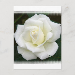 Rose Meanings Postcard