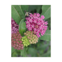 Rose Milkweed Postcard