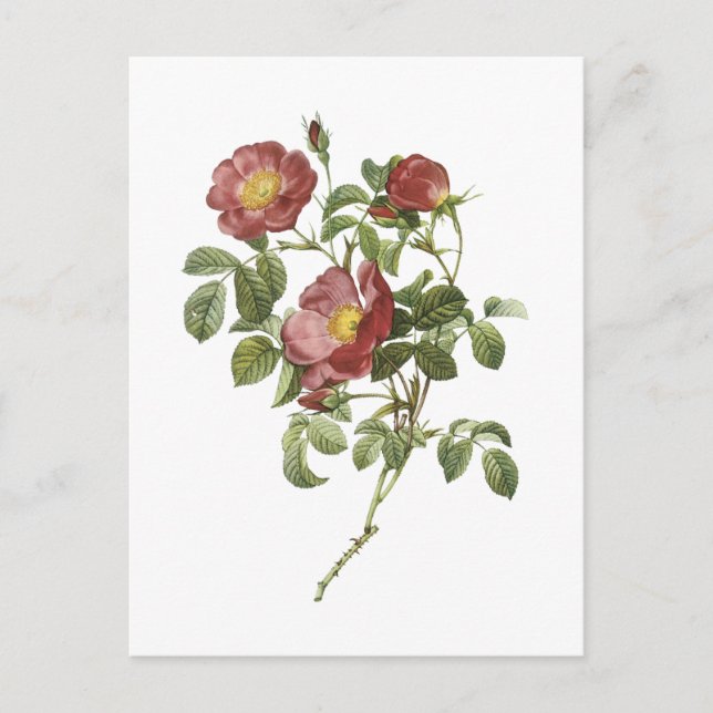 rose of love (Rosa pumila) by Redouté Postcard (Front)