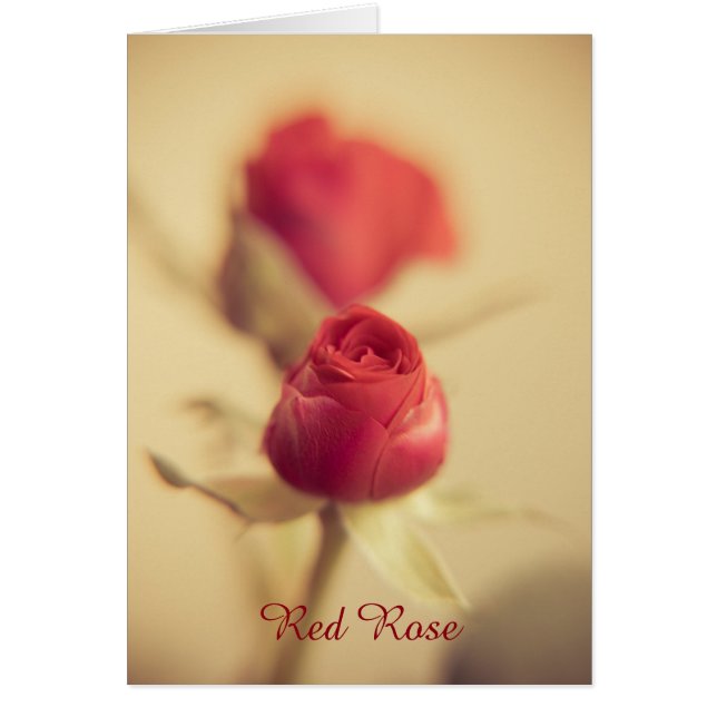 Rose of My Heart (Front)