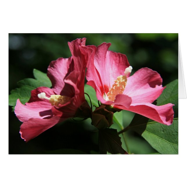 Rose of Sharon (Front Horizontal)