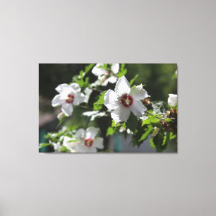 Rose of Sharon Canvas Print