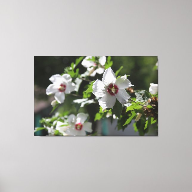 Rose of Sharon Canvas Print (Front)