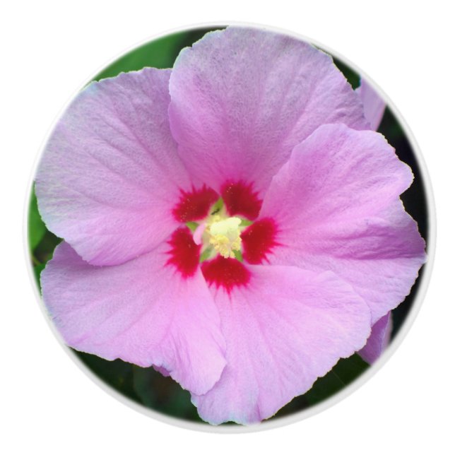 Rose of Sharon Ceramic Knob (Front)