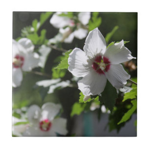 Rose of Sharon Ceramic Tile