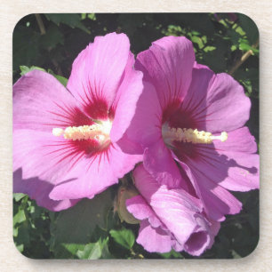 Rose of Sharon Coaster