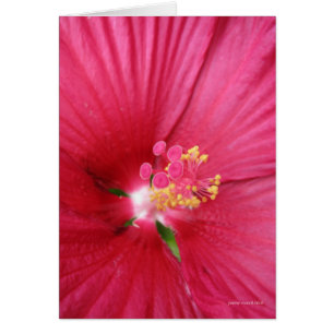 Rose of Sharon Flowering Bush