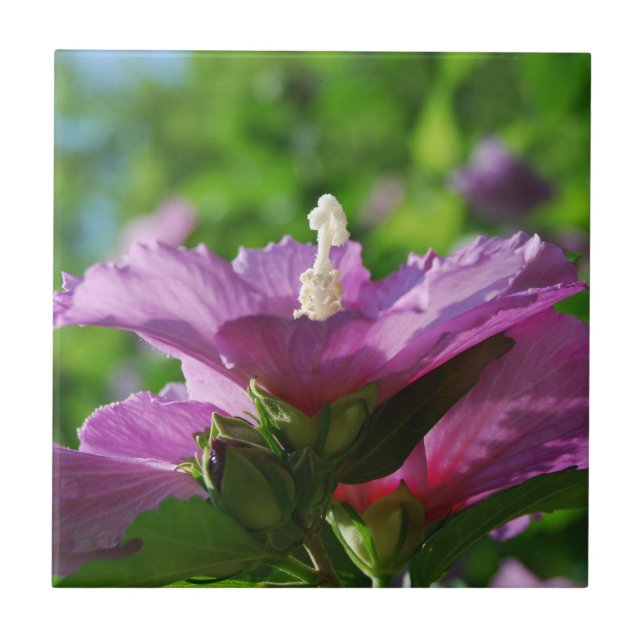 Rose of Sharon flowers Tile (Front)