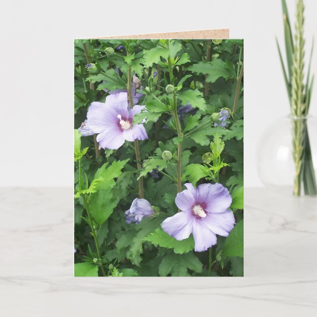 Rose of Sharon Hibiscus Flowers Card (Front)