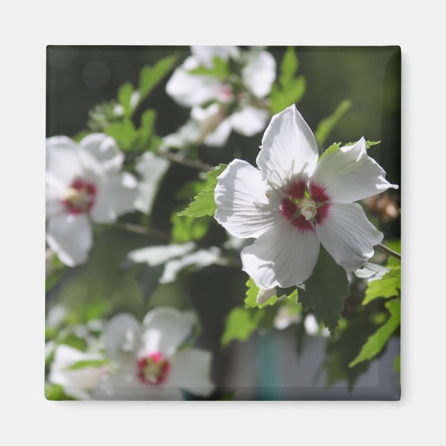 Rose of Sharon Magnet (Front)