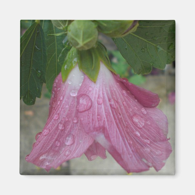 Rose of Sharon Petals with Raindrops Magnet (Front)