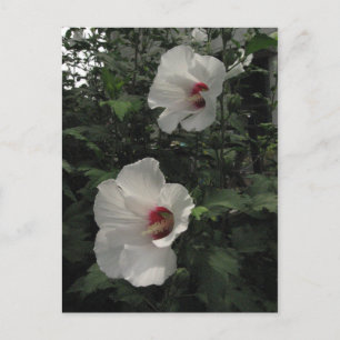 Rose of Sharon Postcard