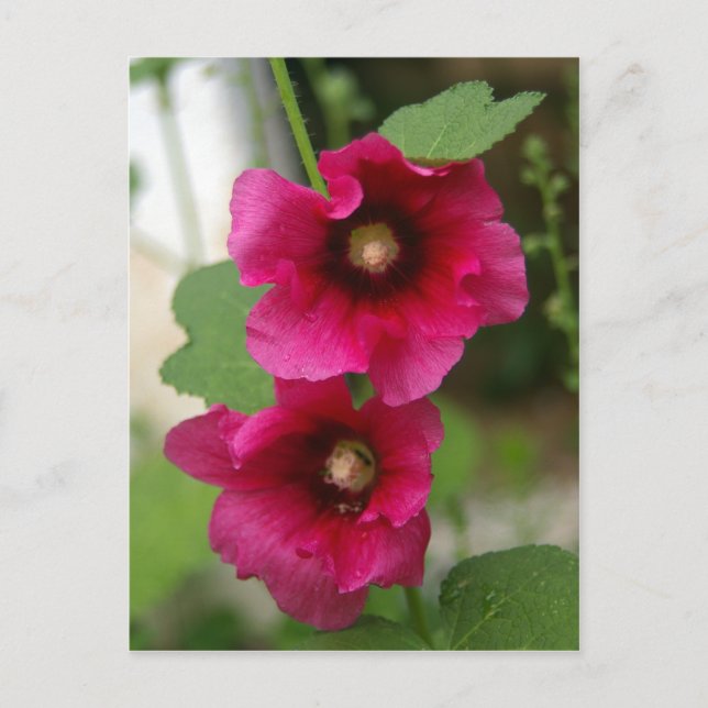 Rose of Sharon Postcard (Front)