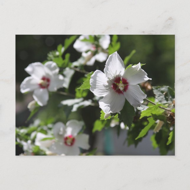 Rose of Sharon Postcard (Front)
