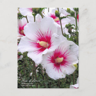 Rose of sharon：Postcard Postcard