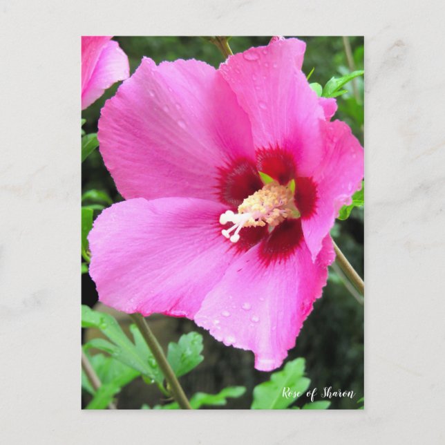 Rose of Sharon [Postcard] Postcard (Front)