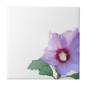 Rose of Sharron Tile