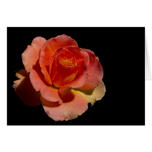 Rose orange 2 sur noir (Devant horizontal)