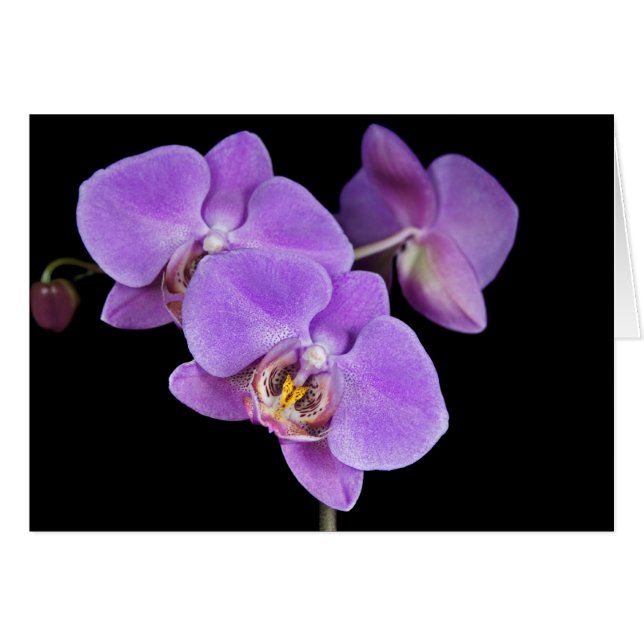 Rose orchidée (Devant horizontal)