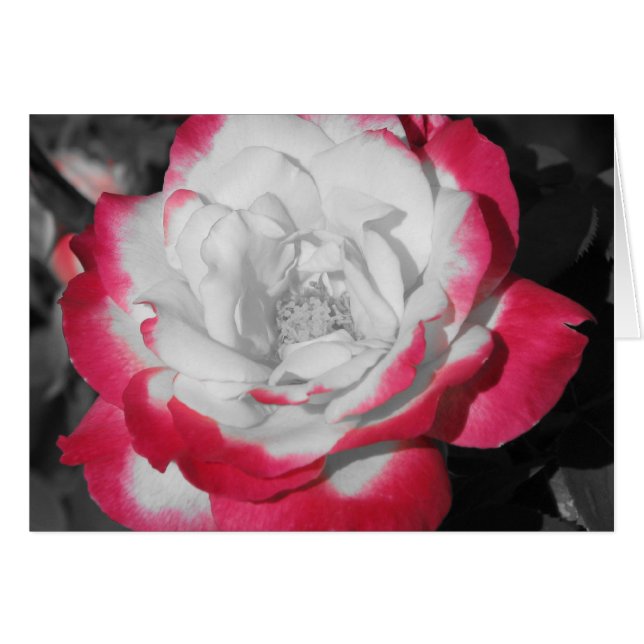 Rose parfait (Devant horizontal)