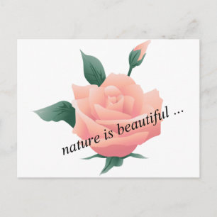 Rose (Peach) - Beautiful nature Postcard