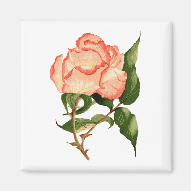 rose peach watercolor 2 Inch Square Magnet (Front)